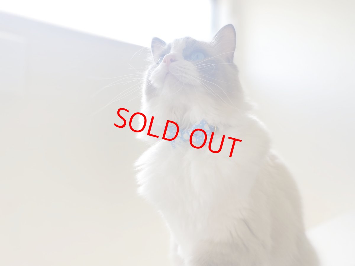 画像4: きらめく夏色ソーダコレクション/リボン猫首輪/ブルーハワイ (4)