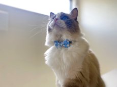画像4: きらめく夏色ソーダコレクション/リボン猫首輪/レモン×ブルーハワイ (4)