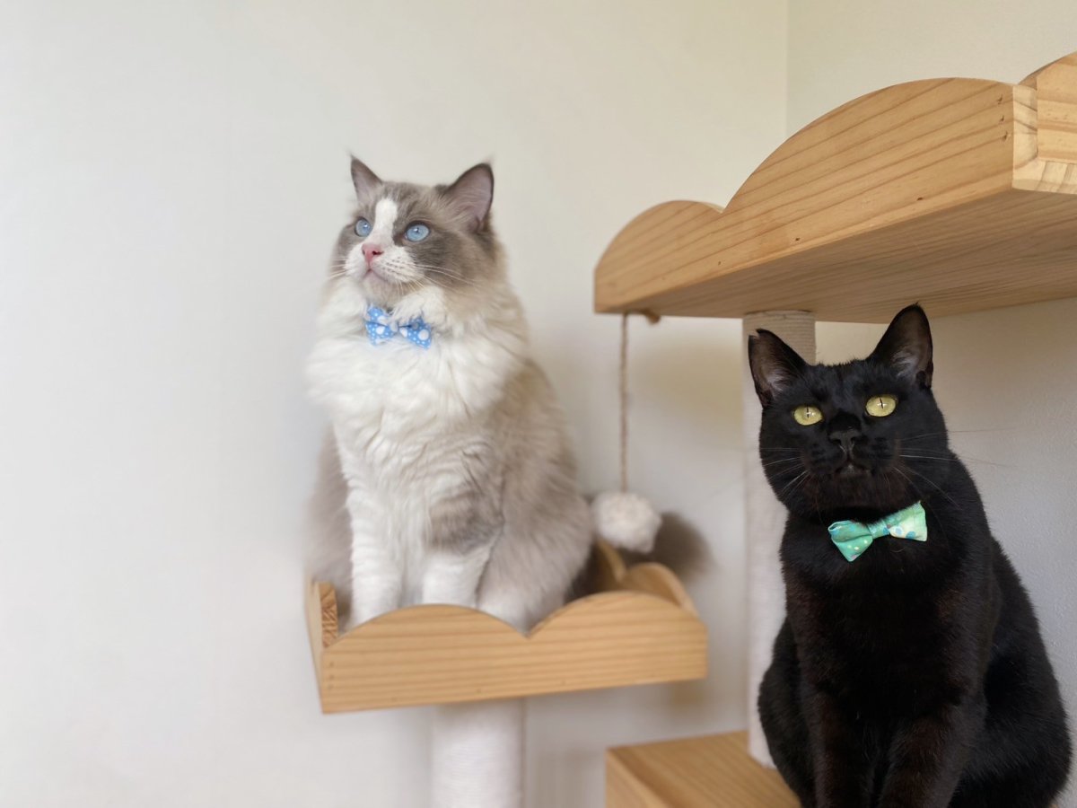 画像6: きらめく夏色ソーダコレクション/リボン猫首輪/クリームソーダ― (6)