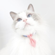 画像4: ビシっとネクタイコレクション/ミニネクタイ猫首輪/E柄 (4)
