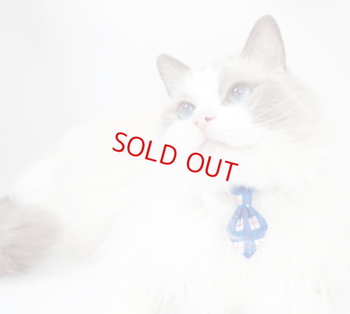 画像6: ビシっとネクタイコレクション/ミニネクタイ猫首輪/C柄 (6)