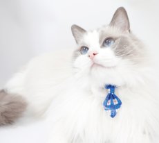 画像6: ビシっとネクタイコレクション/ミニネクタイ猫首輪/C柄 (6)