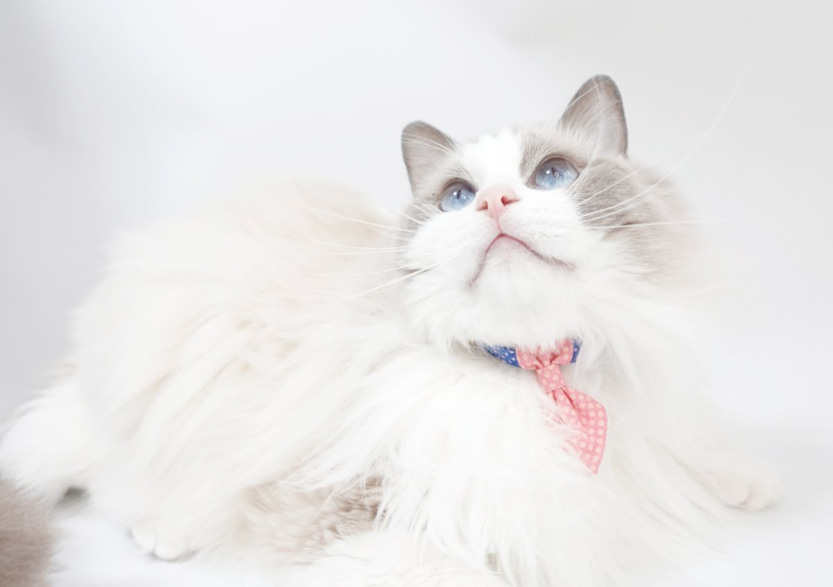 画像3: ビシっとネクタイコレクション/ミニネクタイ猫首輪/E柄 (3)