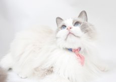 画像3: ビシっとネクタイコレクション/ミニネクタイ猫首輪/E柄 (3)