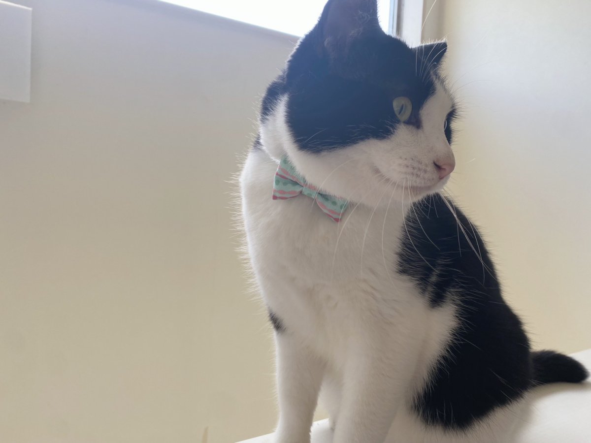 画像5: きらめく夏色ソーダコレクション/リボン猫首輪/メロンソーダ― (5)