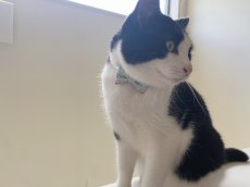 画像5: きらめく夏色ソーダコレクション/リボン猫首輪/メロンソーダ― (5)