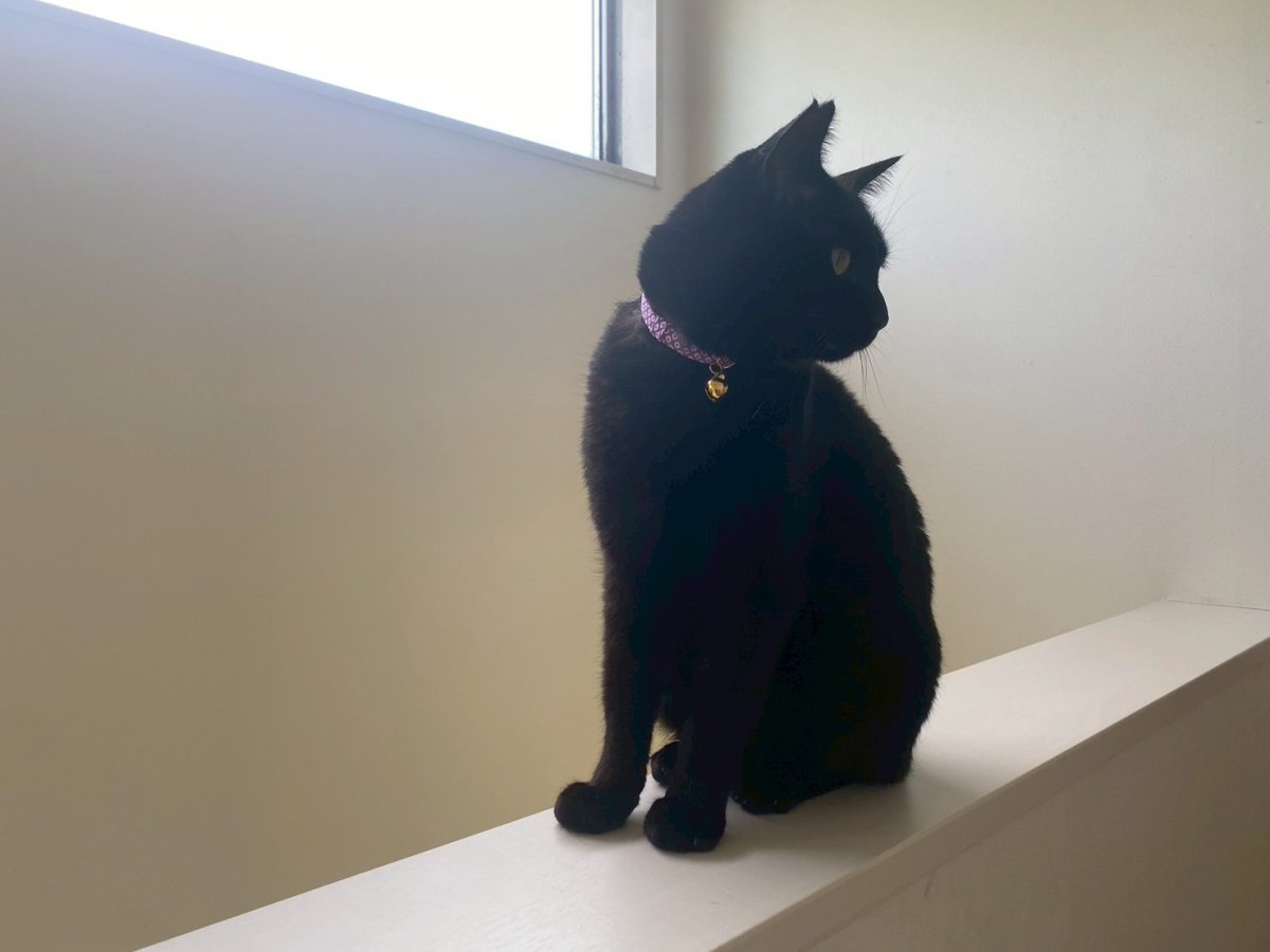 画像4: 鹿の子柄・猫鈴付首輪（レッド） (4)