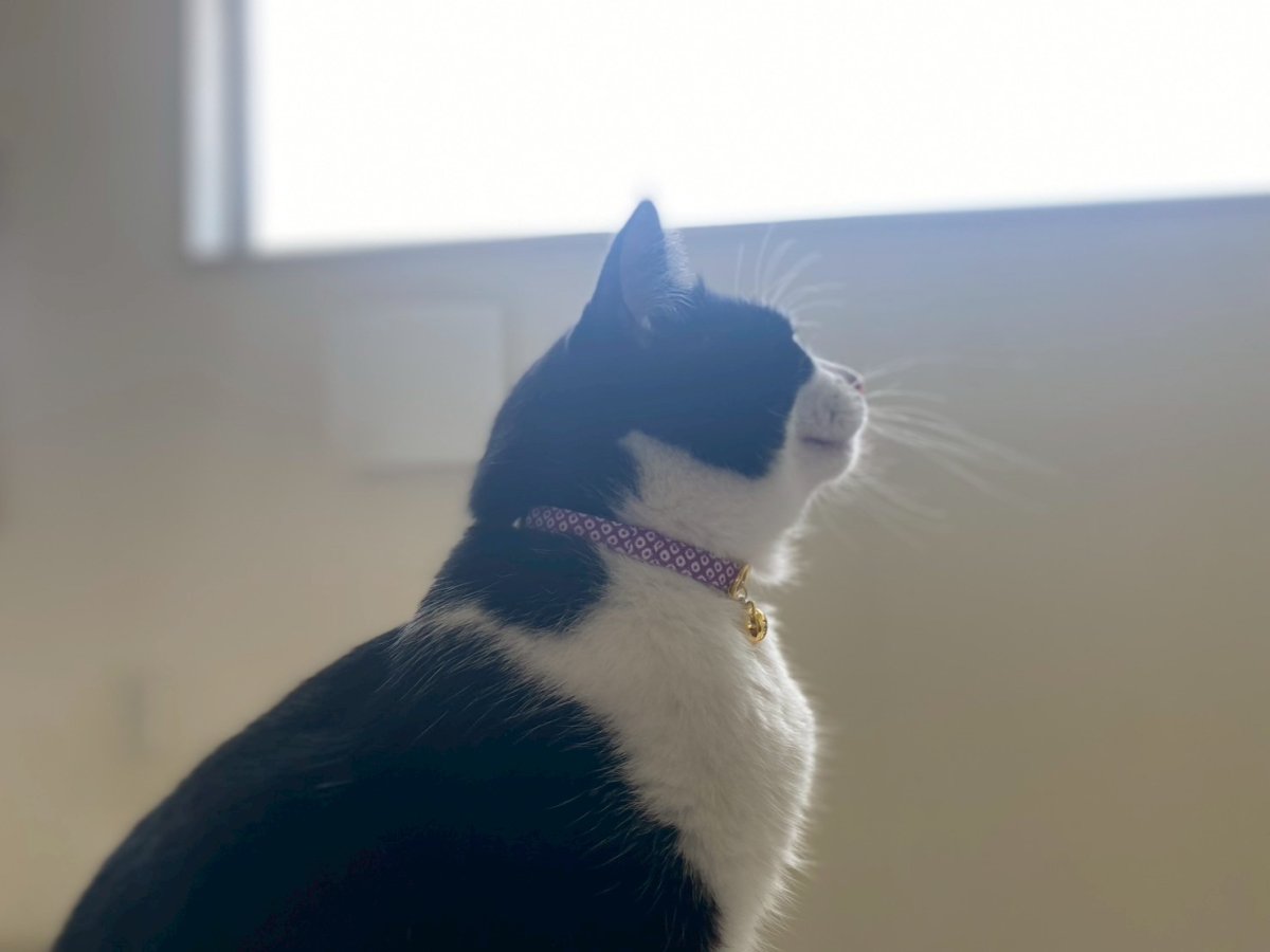 画像5: 鹿の子柄・猫鈴付首輪（パープル） (5)