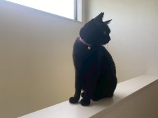 画像4: 鹿の子柄・猫鈴付首輪（パープル） (4)