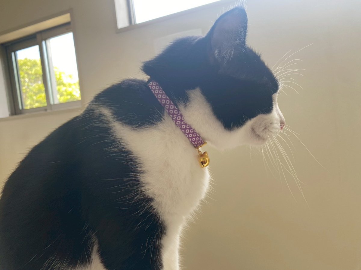 画像3: 鹿の子柄・猫鈴付首輪（レッド） (3)