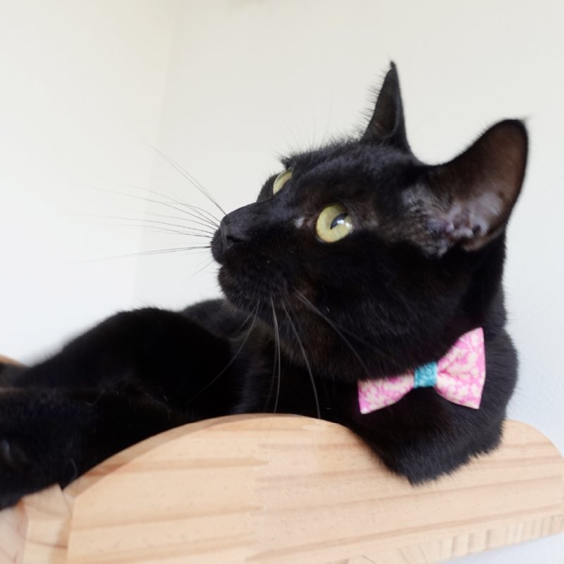 画像1: 森のティーパーティーコレクションD柄・リボン猫首輪