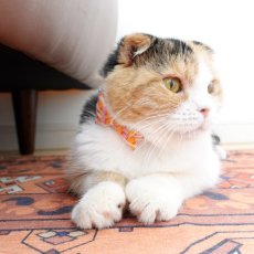 画像7: MODA・モダファブリックシリーズ・Ruby Star（ルビースター）・リボン猫首輪・（ピンク＆オレンジリボン×ブルー系小花柄首輪） (7)