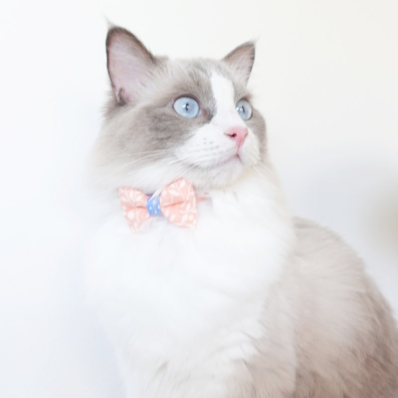 画像1: 森のティーパーティーコレクションC柄・リボン猫首輪