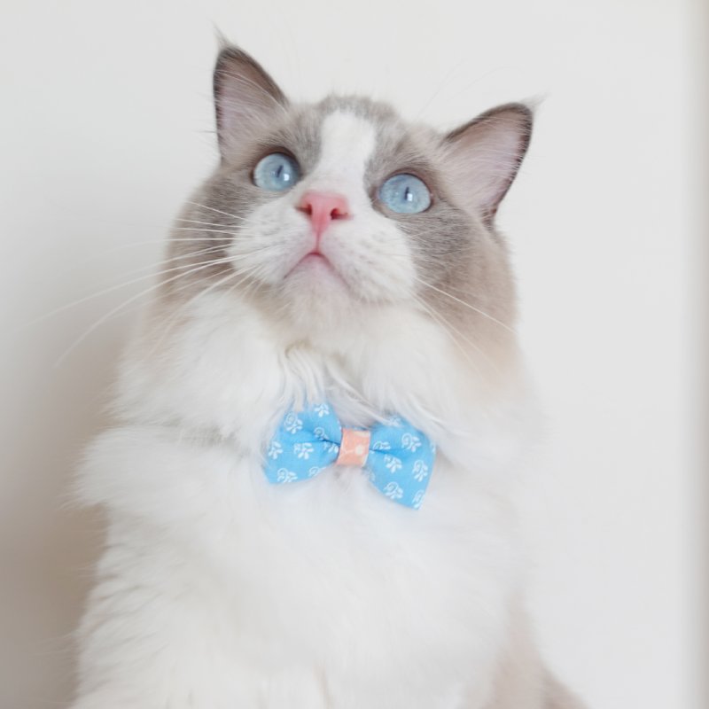 画像3: 森のティーパーティーコレクションH柄・リボン猫首輪