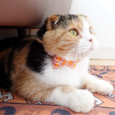 画像8: MODA・モダファブリックシリーズ・Ruby Star（ルビースター）・リボン猫首輪・（ピンク＆オレンジリボン×ブルー系小花柄首輪） (8)