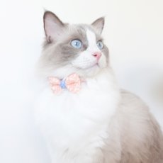 画像4: 森のティーパーティーコレクションC柄・リボン猫首輪 (4)
