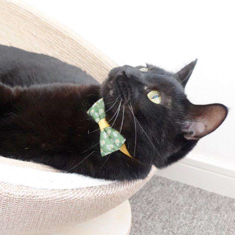 画像3: 森のティーパーティーコレクションI柄・リボン猫首輪