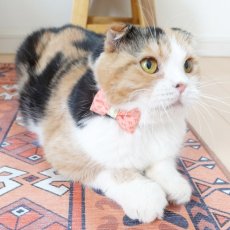 画像5: 森のティーパーティーコレクションM柄・リボン猫首輪 (5)