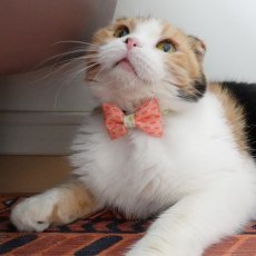 画像3: 森のティーパーティーコレクションM柄・リボン猫首輪 (3)
