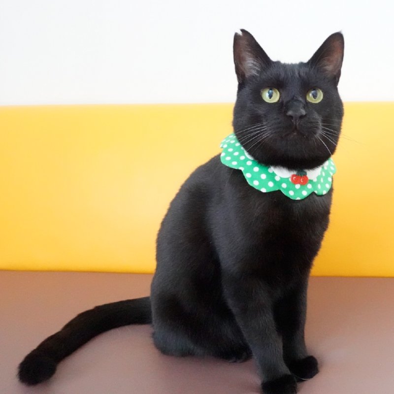 画像1: ブルーハワイソーダ/猫のスタイ首輪/ダブル衿【ショートタイプ】