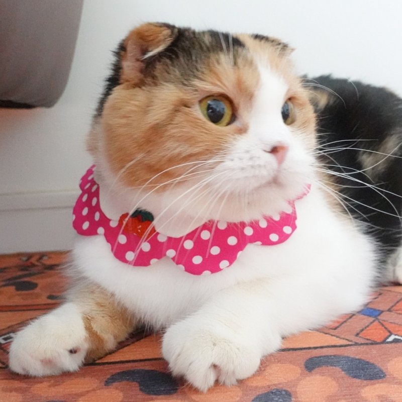 画像2: ブルーハワイソーダ/猫のスタイ首輪/ダブル衿【ショートタイプ】