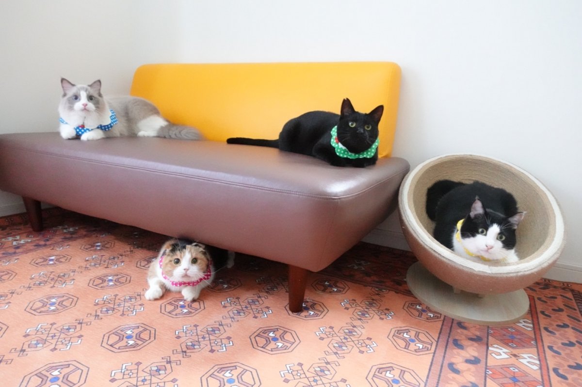 画像11: レモンクリームソーダ/猫のスタイ首輪/ダブル衿【ショートタイプ】 (11)