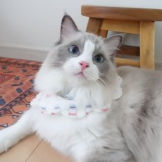 画像3: ミルク柄/猫のスタイ首輪/シングル衿【ショートタイプ】 (3)