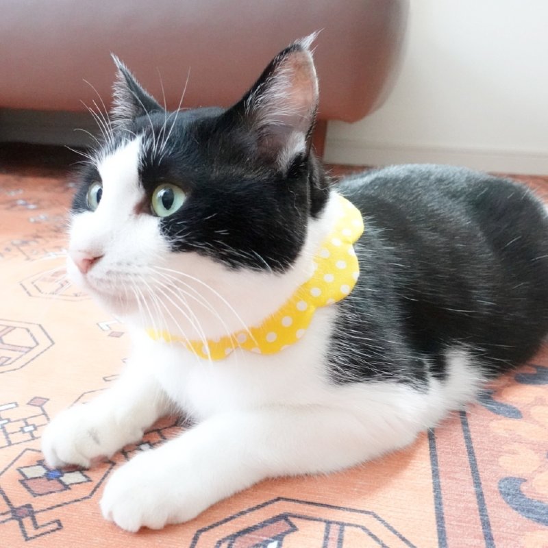 画像3: ブルーハワイソーダ/猫のスタイ首輪/ダブル衿【ショートタイプ】