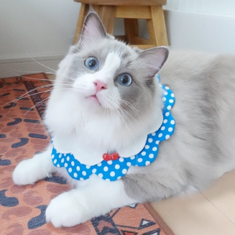 画像2: ストロベリークリームソーダ/猫のスタイ首輪/ダブル衿【ロングタイプ】