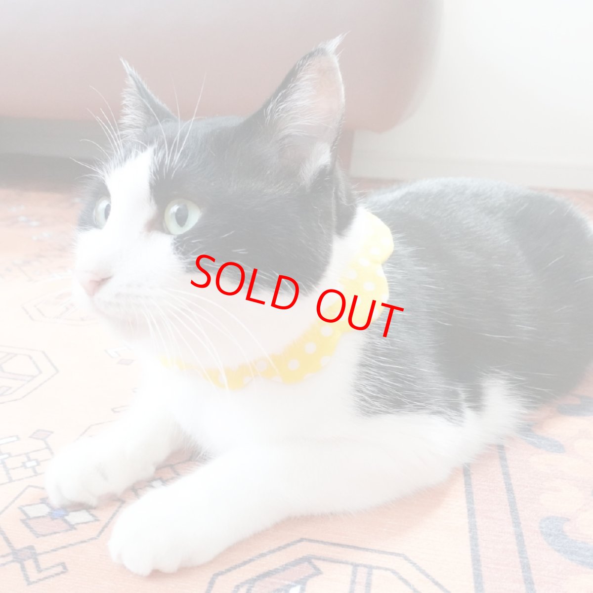 画像4: レモンクリームソーダ/猫のスタイ首輪/ダブル衿【ショートタイプ】 (4)