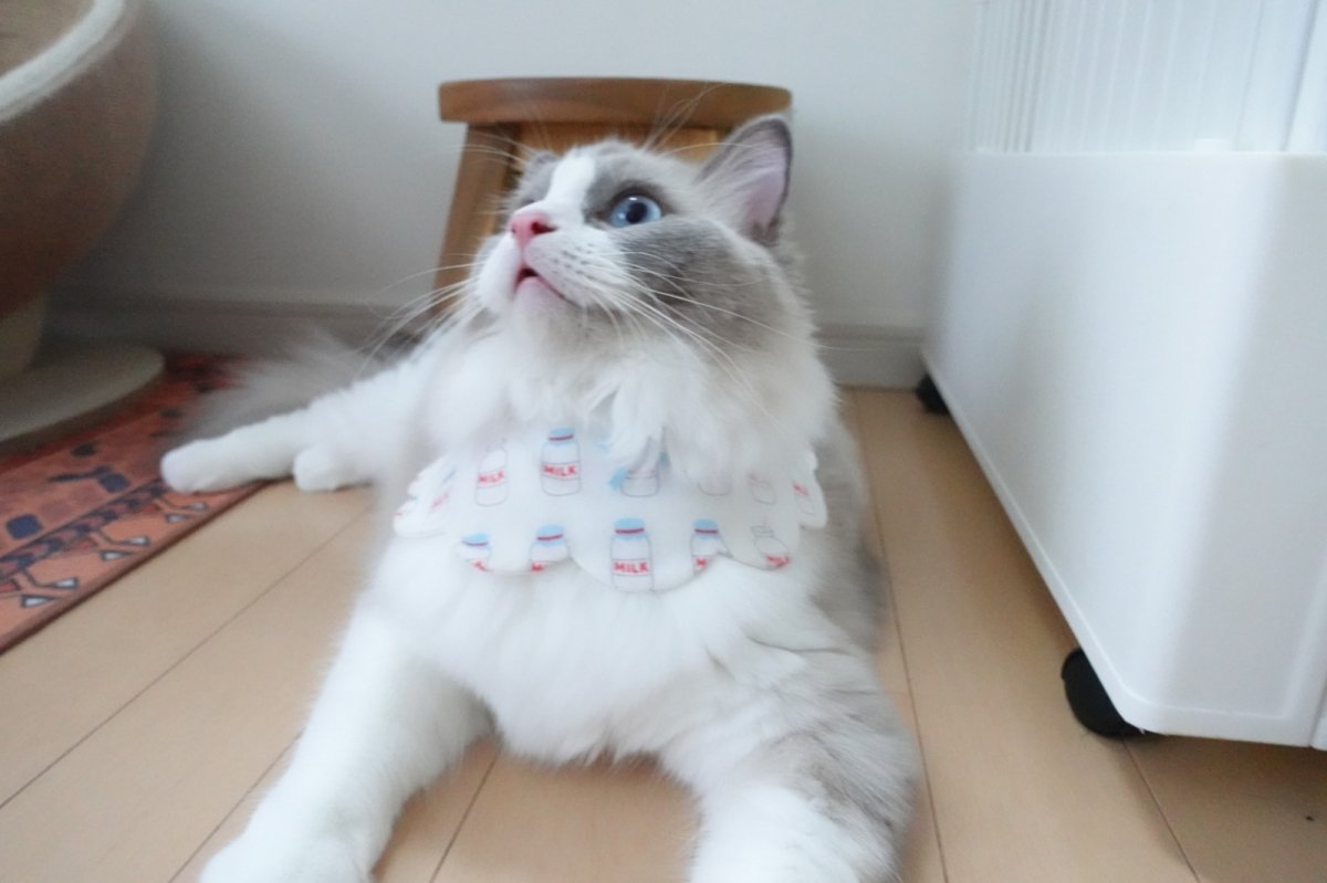 画像3: ミルク柄/猫のスタイ首輪/シングル衿【ロングタイプ】 (3)