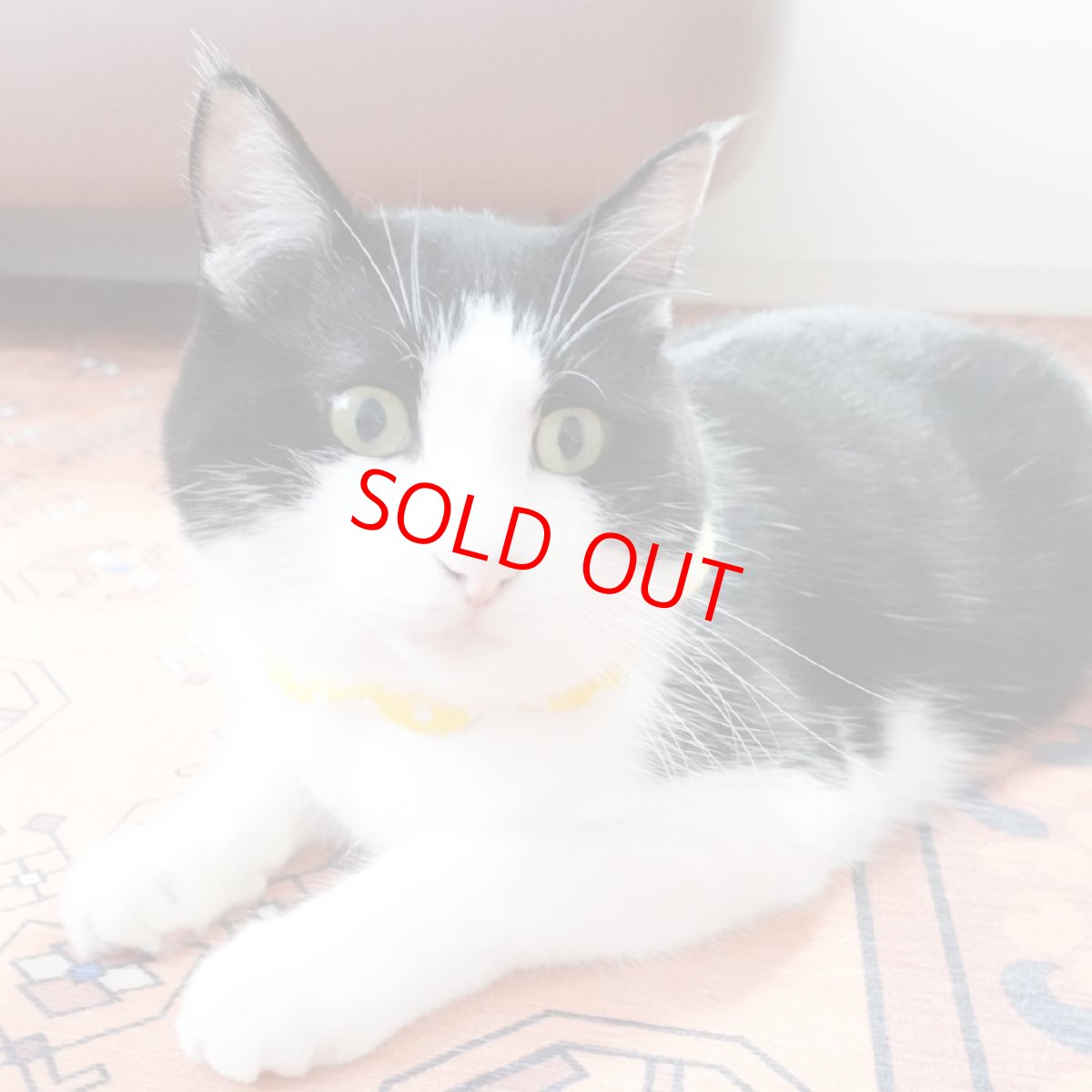 画像3: レモンクリームソーダ/猫のスタイ首輪/ダブル衿【ショートタイプ】 (3)