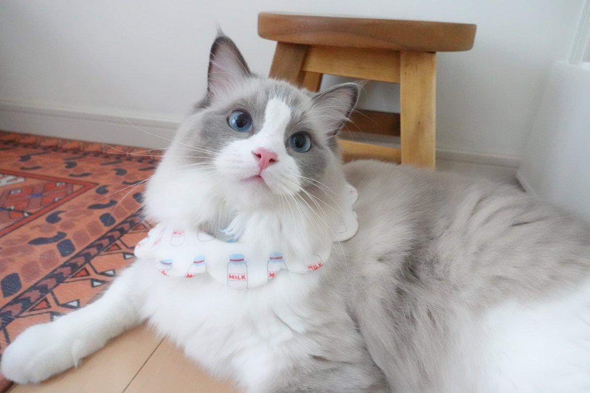 画像2: ミルク柄/猫のスタイ首輪/シングル衿【ロングタイプ】 (2)