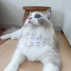 画像4: ミルク柄/猫のスタイ首輪/シングル衿【ショートタイプ】 (4)