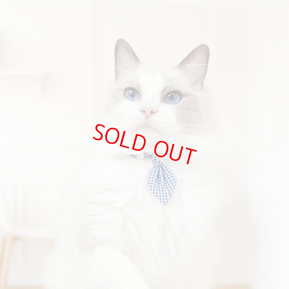 画像3: Basic gingham Check/ベーシックギンガムチェック/ネクタイ首輪(レッド) (3)