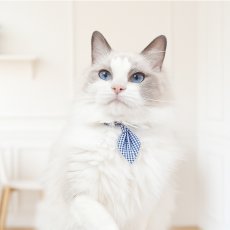 画像3: Basic gingham Check/ベーシックギンガムチェック/ネクタイ首輪(レッド) (3)