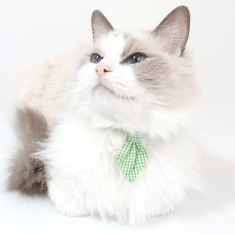 画像3: Basic gingham Check/ベーシックギンガムチェック/ネクタイ首輪(レッド)