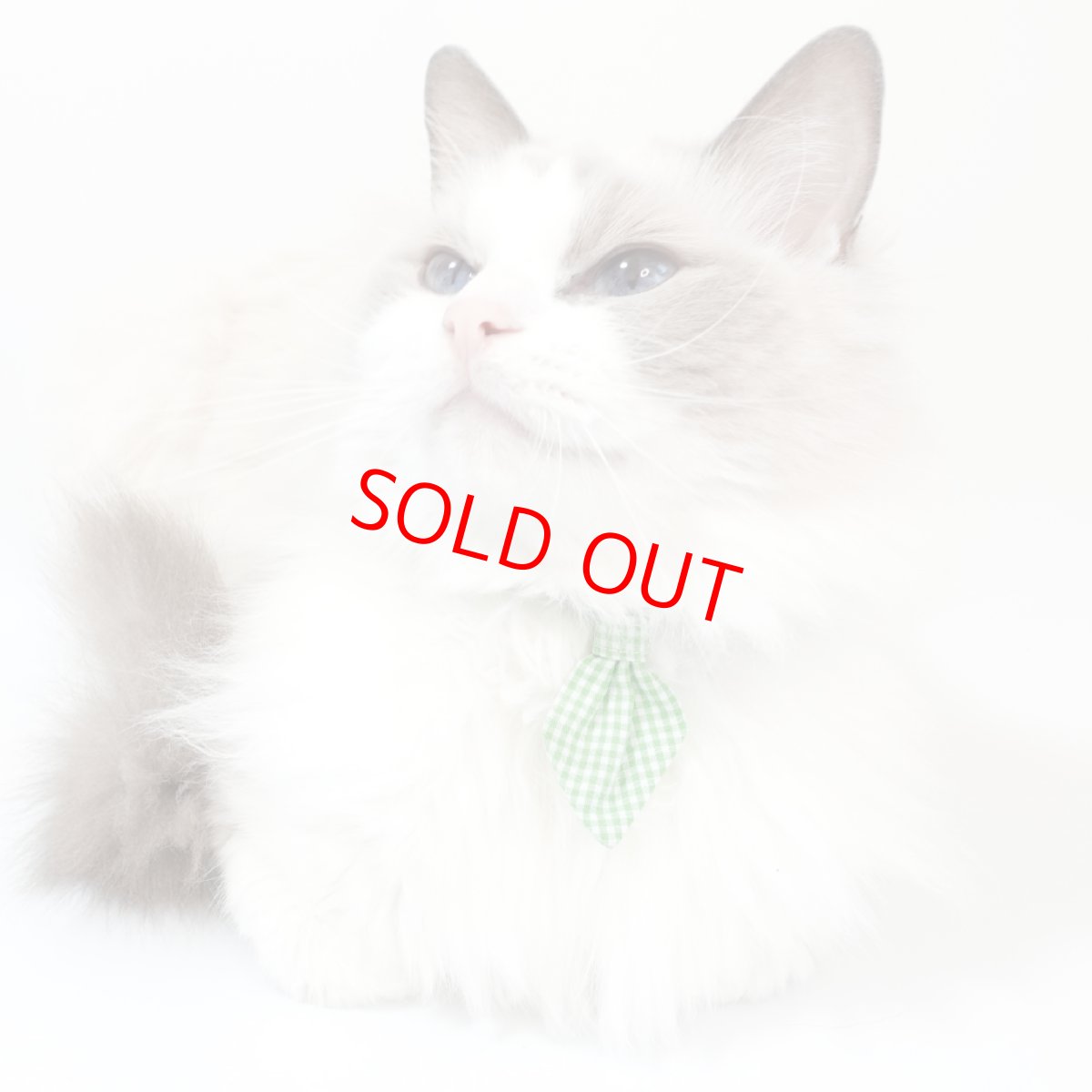 画像2: Basic gingham Check/ベーシックギンガムチェック/ネクタイ首輪(レッド) (2)