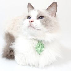 画像2: Basic gingham Check/ベーシックギンガムチェック/ネクタイ首輪(レッド) (2)