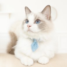 画像2: Ｂasic gingham Check/ベーシックギンガムチェック/ネクタイ首輪（水色） (2)