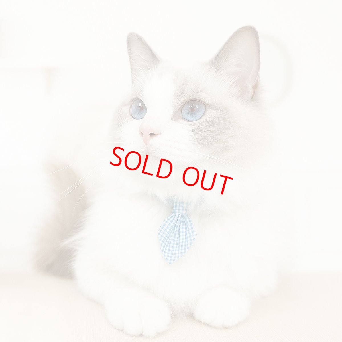 画像4: Basic gingham Check/ベーシックギンガムチェック/ネクタイ首輪(レッド) (4)