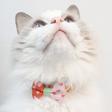 画像2: 子猫用・スイーツみたいに可愛い猫用首輪 ― Nonbillie 夢みるパティシエシリーズ （E柄） (2)