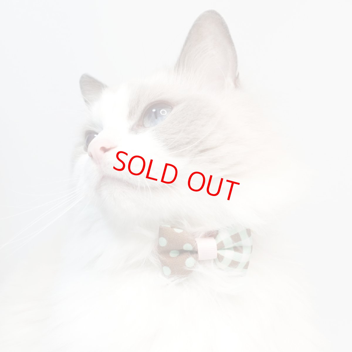 画像8: 子猫用・スイーツみたいに可愛い猫用首輪 ― Nonbillie 夢みるパティシエシリーズ （D柄） (8)