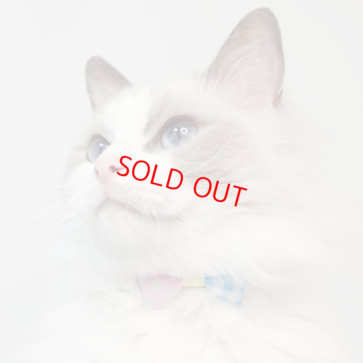 画像6: 子猫用・スイーツみたいに可愛い猫用首輪 ― Nonbillie 夢みるパティシエシリーズ （D柄） (6)