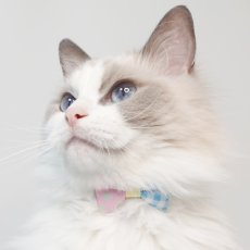 画像6: スイーツみたいに可愛い猫用首輪 ― Nonbillie 夢みるパティシエシリーズ （G柄） (6)