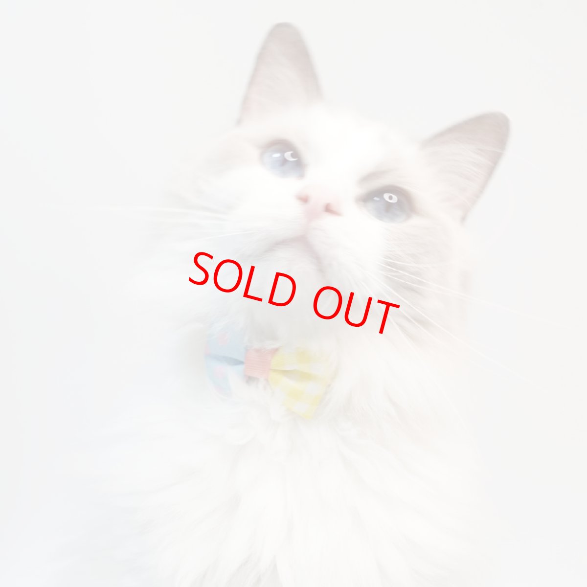 画像3: 子猫用・スイーツみたいに可愛い猫用首輪 ― Nonbillie 夢みるパティシエシリーズ （D柄） (3)