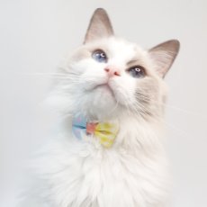 画像3: 子猫用・スイーツみたいに可愛い猫用首輪 ― Nonbillie 夢みるパティシエシリーズ （D柄） (3)