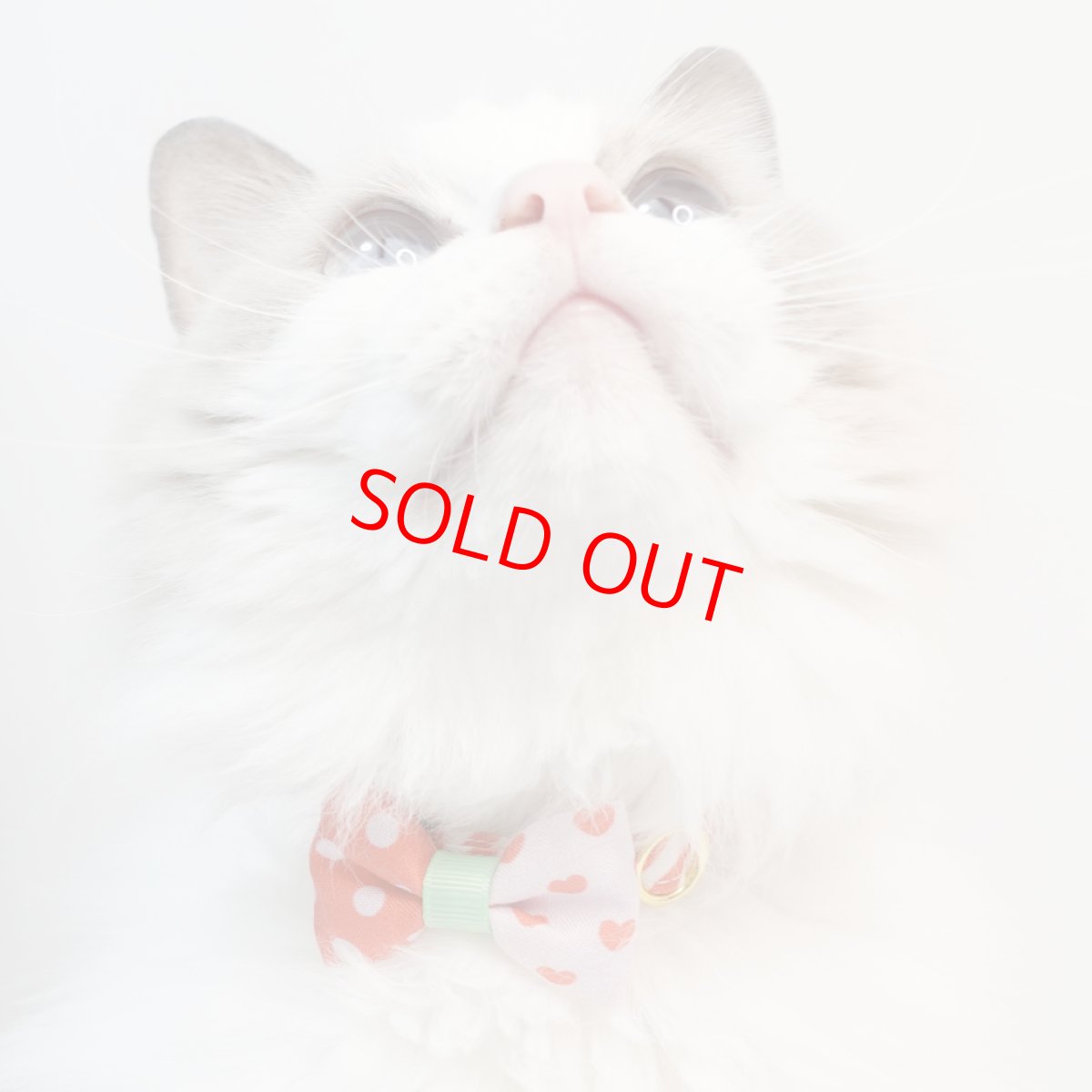 画像6: スイーツみたいに可愛い猫用首輪 ― Nonbillie 夢みるパティシエシリーズ （C柄） (6)