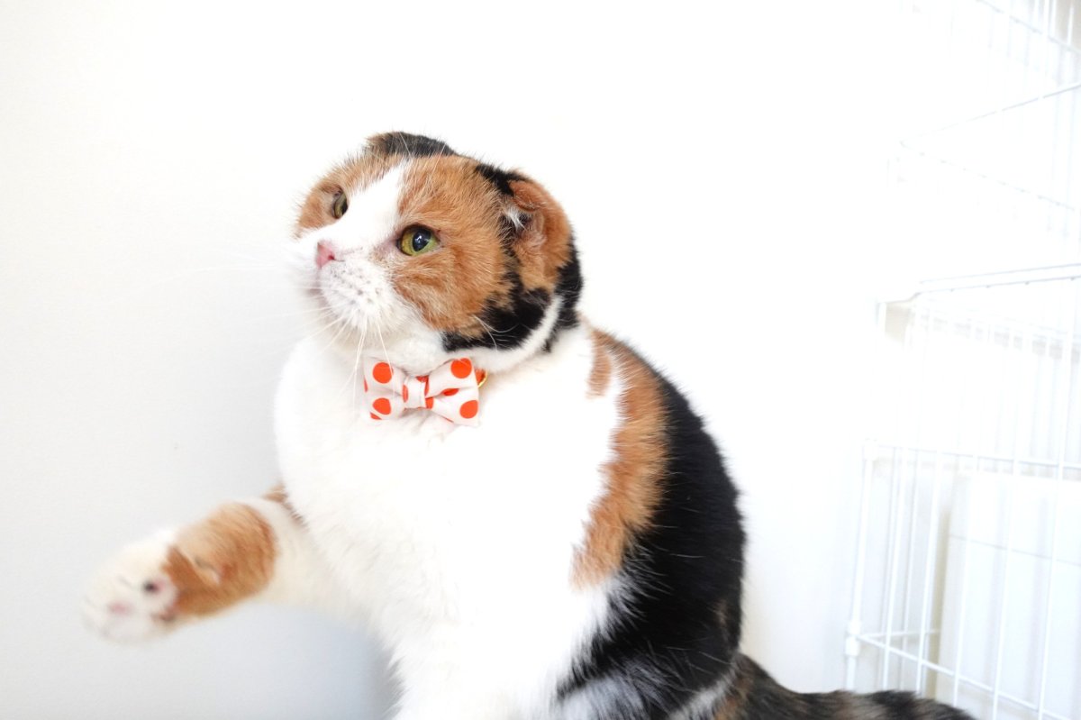 画像8: Nonbillieオリジナルボーダー柄・リボン猫首輪（クリーム×オレンジドット） (8)