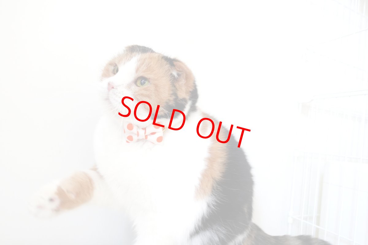 画像10: Nonbillieオリジナルボーダー柄・リボン猫首輪（ターコイズブルー×イエローグリーン） (10)